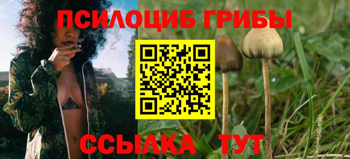 Партизанск  Галлюциногенные грибы Cubensis  Вход с VPN 